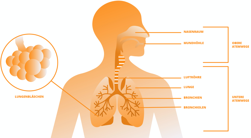 Abbildung obere und untere Atemwege Luftröhre Lunge Bronchien Asthma.
